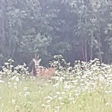 Oaza Lubiatowo Semesterpark